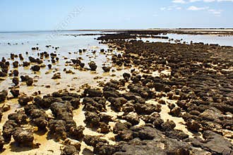 Stromatolites in west australia