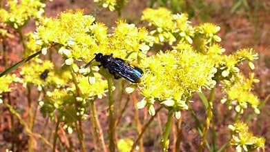 Scolia hirta, medium-sized wild wasp collecting nectar on flowers in the garden