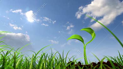 Growing plant against sky background