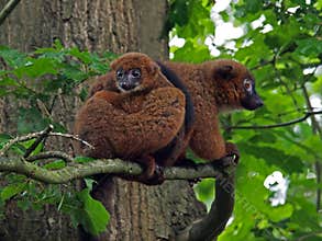 Red bellied lemur