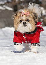 Shih Tzu puppy in winter landscape. Shih Tzu running on snow. Funny face of a Shih Tzu with curled tongue.