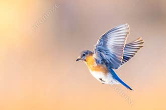Eastern Bluebird In The Sunshine