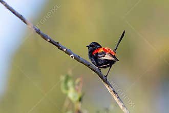 A male red backed fairy wren perched on a branch.