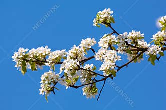 Apple tree blossom