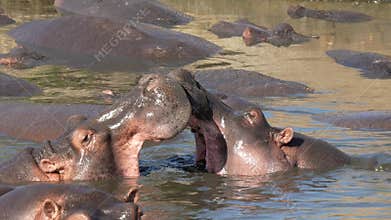 Two male hippopotamus fighting in the river for dominance in Serengeti National Park in Tanzania