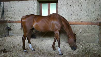 Brown horse eating
