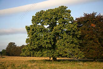 Sweet chestnut, Castanea sativa