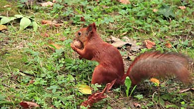 Squirrel with walnut