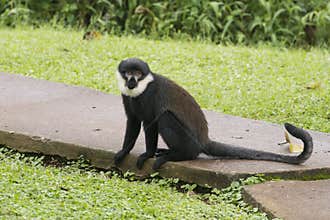 Diana Monkey