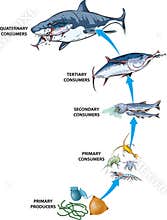 Food chain-marine