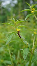 caterpillars eat yellow flowers in the morning