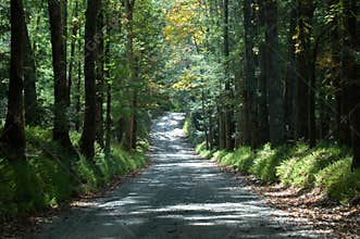 Sparks Lane Cades Cove