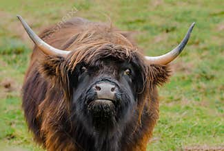 Red Highland Bull