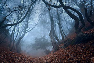 Autumn forest