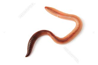 Earthworm