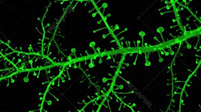 Neuronal Dendrite Spine Morphology Confocal Z-Stack