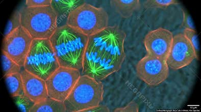 HeLa Cells in Mitosis Confocal Microscopy of Cell Division at 40x