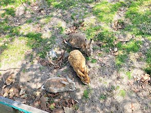 A group of rabbits hanging out