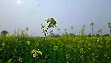 Blooming yellow mustard flowers in an agricultural field.
