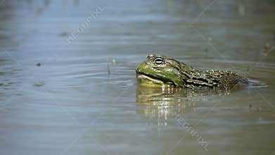African giant bullfrog calling