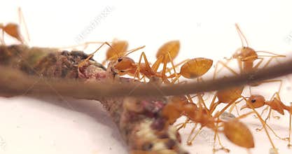 Macro close-up of Asian Weaver Ants