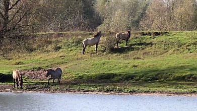 Herd of Konik horses, Bisonbaai, Netherlands