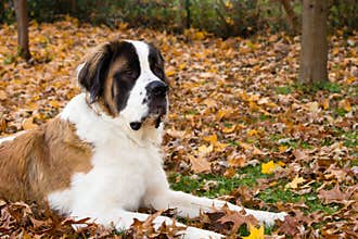 Saint Bernard Dog in Autumn