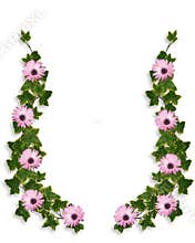 Ivy Borders with Purple Daisies