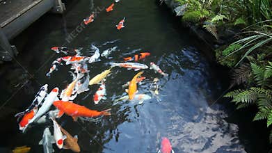 Large Group of Colorful Koi Fish Swimming in Garden Pond with Plants Movie 1080p