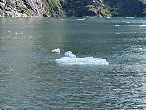 Floating ice chunk in Endicott Arm