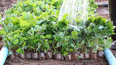 Strawberry Sprout in Farm Plant And Farmer Watering