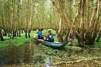 Tra Su indigo forest, Vietnam ecotourism