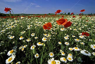 Wild flower field
