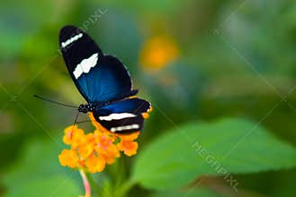 Beautiful butterfly