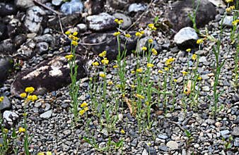Jersey cudweed (Gnaphalium affine) flowers. Asteraceae biennial.