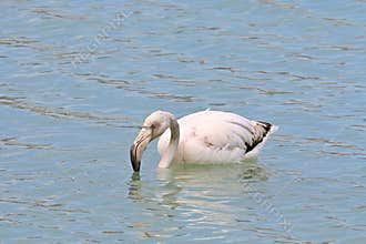 Young flamingo in salt pan, wildlife in its natural habitat