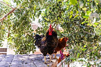 Barnevelder dark plumaged rooster Dutch breed and hen are sitting on roof of enclosure at public zoo in Karmiel city in northern