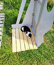 Black and white cat sleeping under the shade