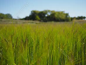 Barley field in Burgos, Spain