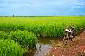 Vintage Bicycle Standing beside Lush Green Paddy Rice Field in Rural Countryside Under Blue Sky