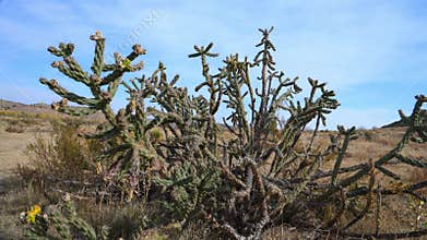 Buckhorn cholla cactus (Cylindropuntia acanthocarpa), a species of cholla cactus native to the deserts of North America