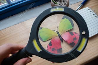 Hand Holding Magnifying Glass Examining Colorful Butterfly