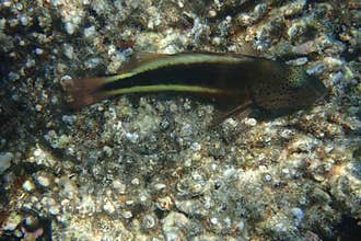 Blackeye Thicklip Wrasse Blends with Reef