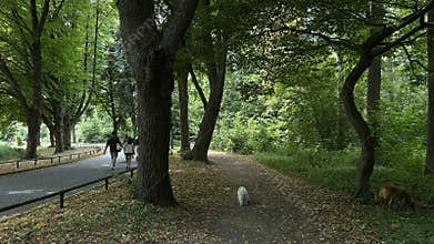 Shaded woodland park path with walkers and dogs beside quiet paved trail