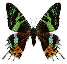 Colorful butterfly on white