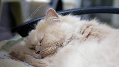 Motion of sleeping persian cat