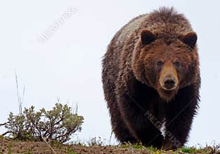 Grizzly Bear