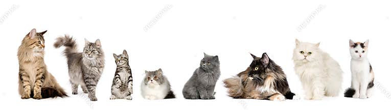 Group of cats in a row : Norwegian, Siberian and p