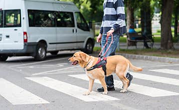 Guide dog is helping a blind man