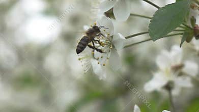 Bees fly to blossoming tree, slow motion